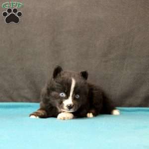Sawyer, Pomsky Puppy